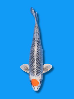 Tancho Kujaku | Koi&Co.